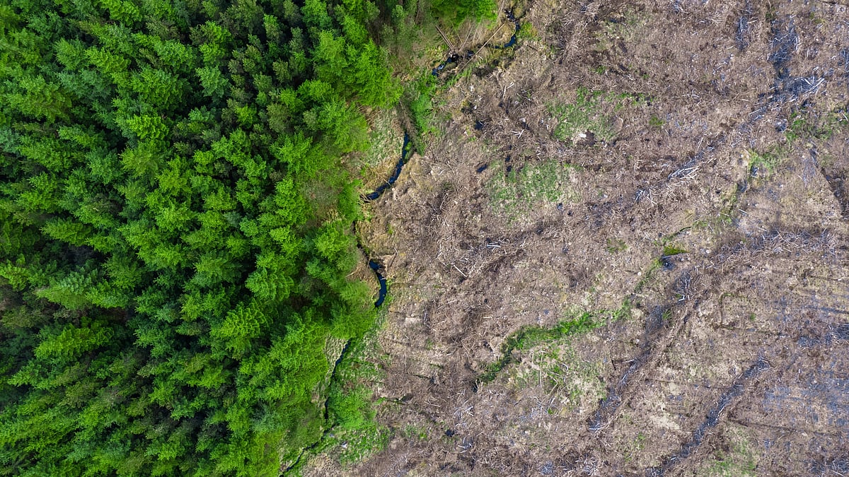 Green forest and area with freshly cut trees