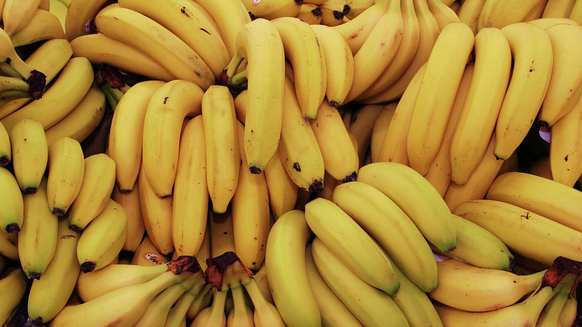 Russia to Boost Banana Import from India 