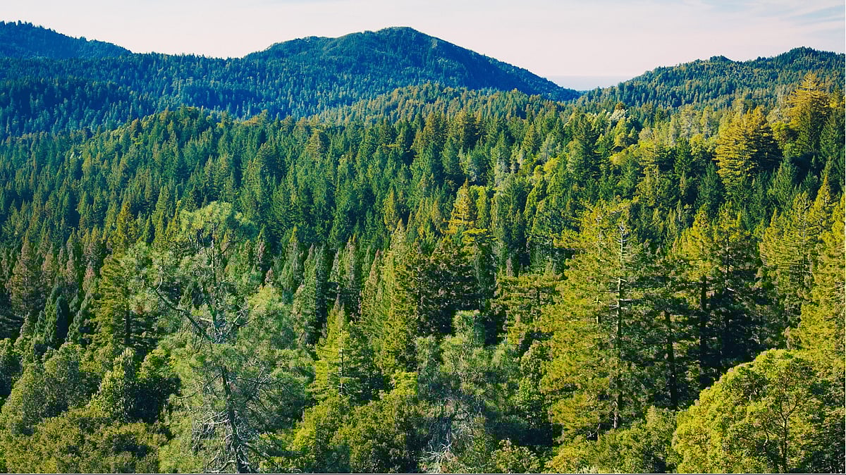 India Rises to 9th Spot Globally in Forest Area, Retains 3rd Position in Forest Gain: FAO Report    