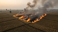 MP Records Highest Number Of Stubble Burning Incidents In First 3 Weeks Of April MP Records Highest Number Of Stubble Burning Incidents In First 3 Weeks Of April