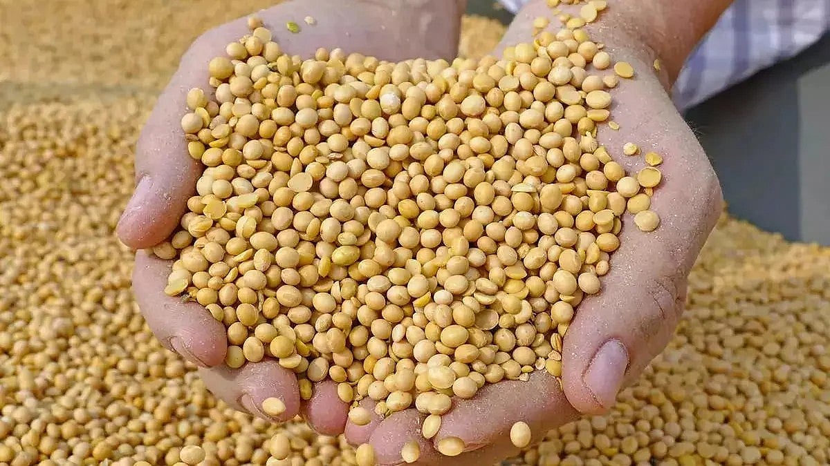 Indias soybean meal exports stood at 2.275 million tonnes