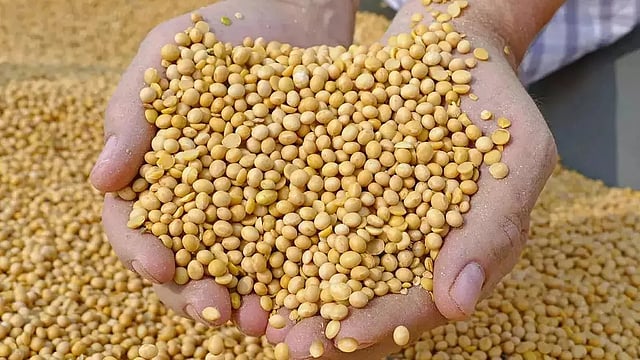 India's Soybean Meal Exports Fall by 11 % due to High Prices