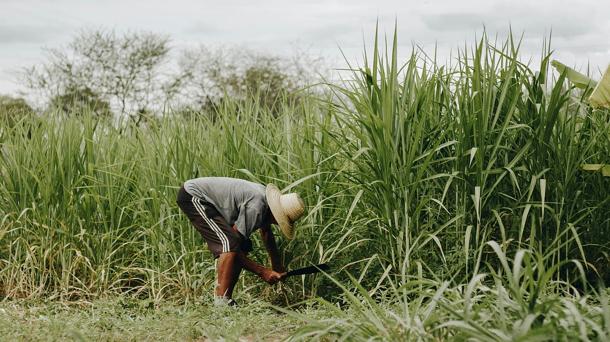 Sugarcane farmer harvesting amid a stronger crop outlook for 2025–26 - Photo by Jefferson Lucena