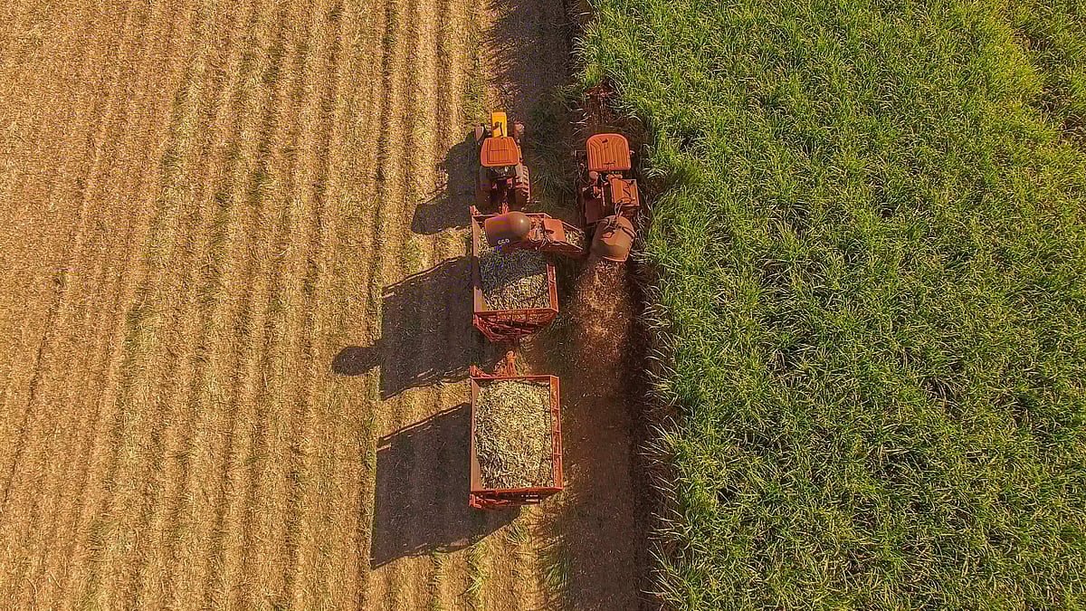 Sugar cane fields in India, source of rising domestic sugar production - null
