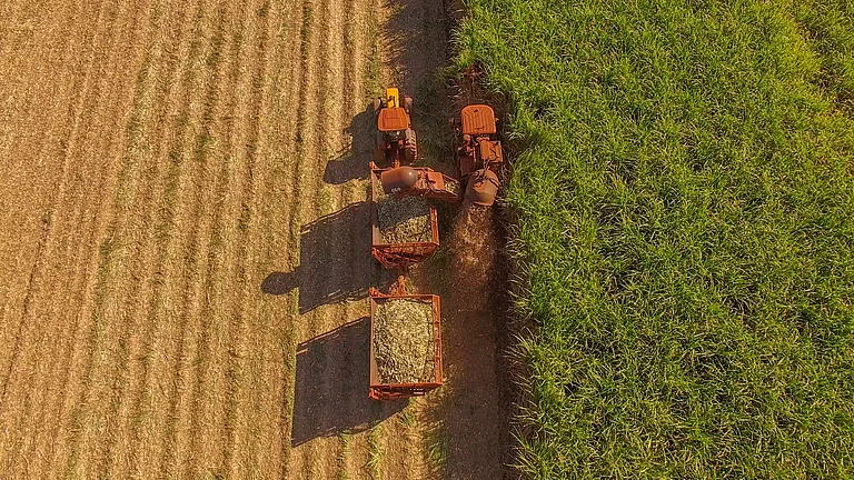 Sugar cane fields in India, source of rising domestic sugar production - null