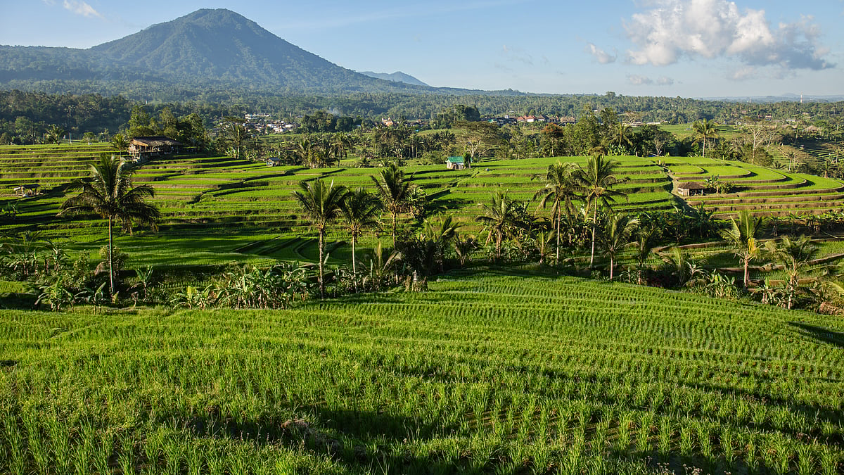 Paddy fields are a major source of agricultural methane emissions - null