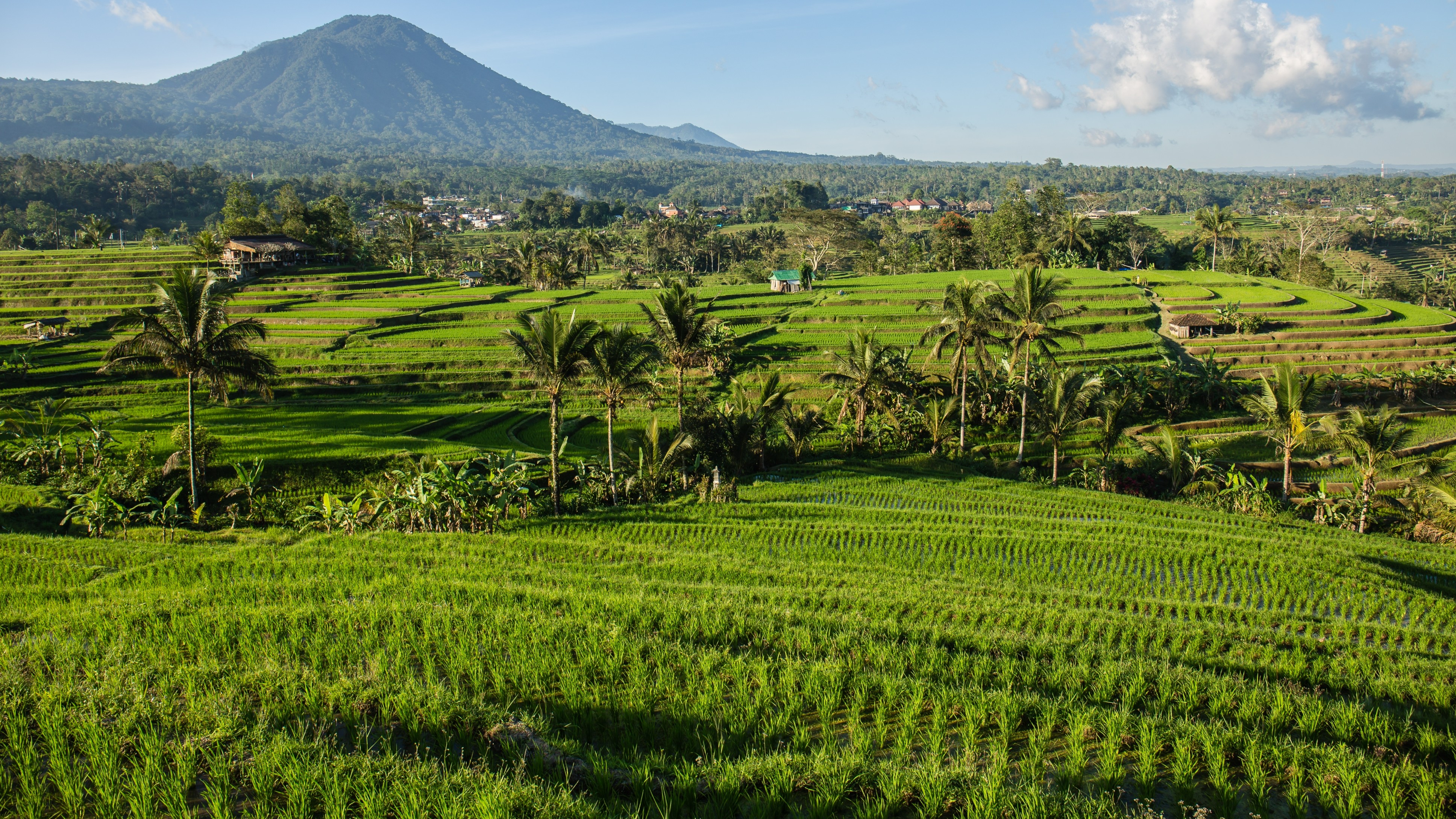 Paddy fields are a major source of agricultural methane emissions - null