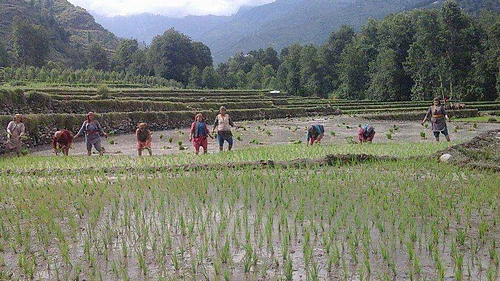 Himachal Agriculture Dept Fixes Rates for Sowing, Harvesting, Threshing of Crops in Hamirpur