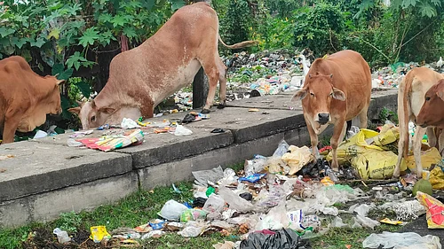 Global plastic waste continues to rise, impacting oceans, land and human health
