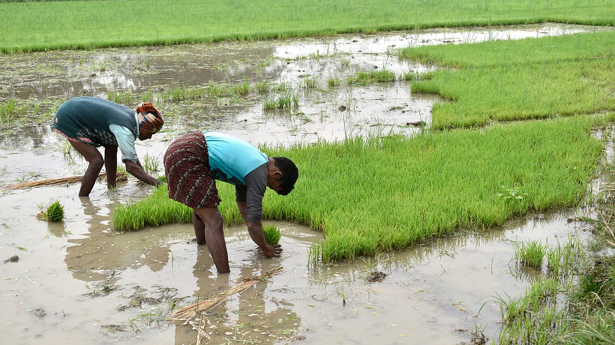 Rice field in India illustrate the country’s water-intensive cultivation practices - null