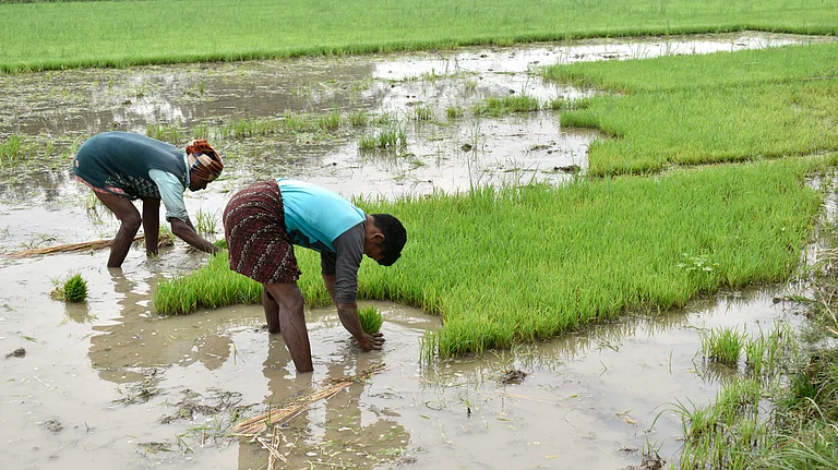 Rice field in India illustrate the country’s water-intensive cultivation practices - null