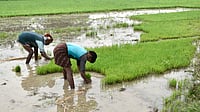 Rice field in India illustrate the country’s water-intensive cultivation practices