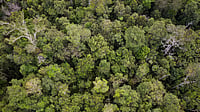 Climate Stress Accelerates Tree Loss Across Australia’s Forests, Says Report Australian forests face increasing tree loss due to climate change and drought