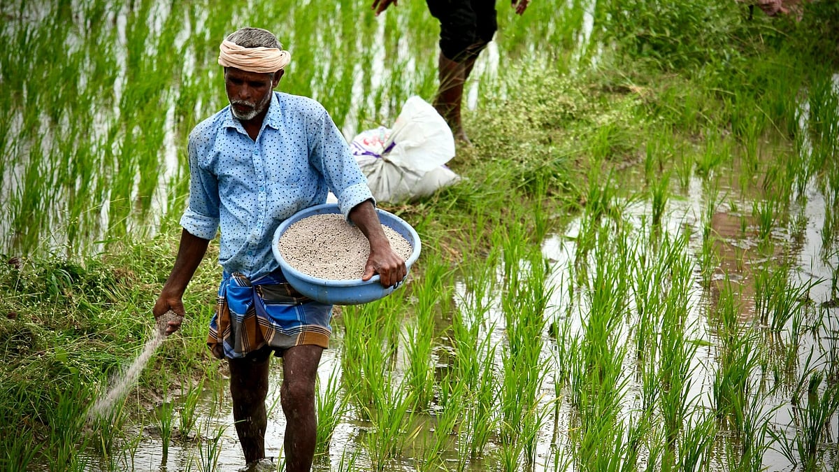 A farmer spreads fertiliser in a field during sowing season in India. - null