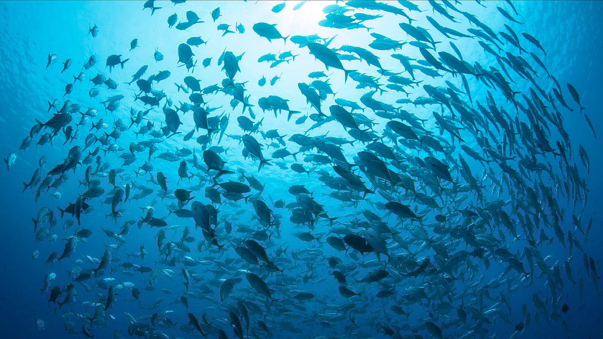 UN High Seas Treaty Takes Effect But Enforcement Challenges Loom