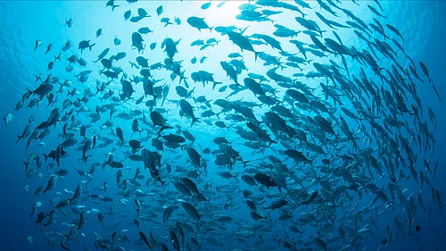 A view of the open ocean, where the new High Seas Treaty seeks biodiversity protection