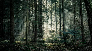 Global Finance Still Favours Nature-Damaging Activities Over Protection, Says Report