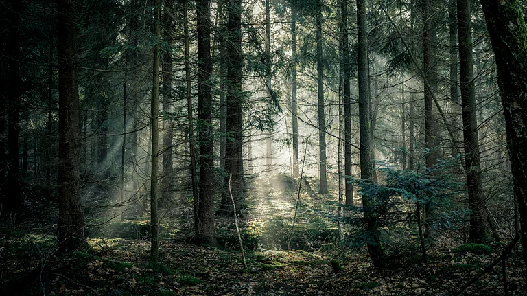 A degraded ecosystem highlights the growing cost of nature loss driven by harmful investments - null