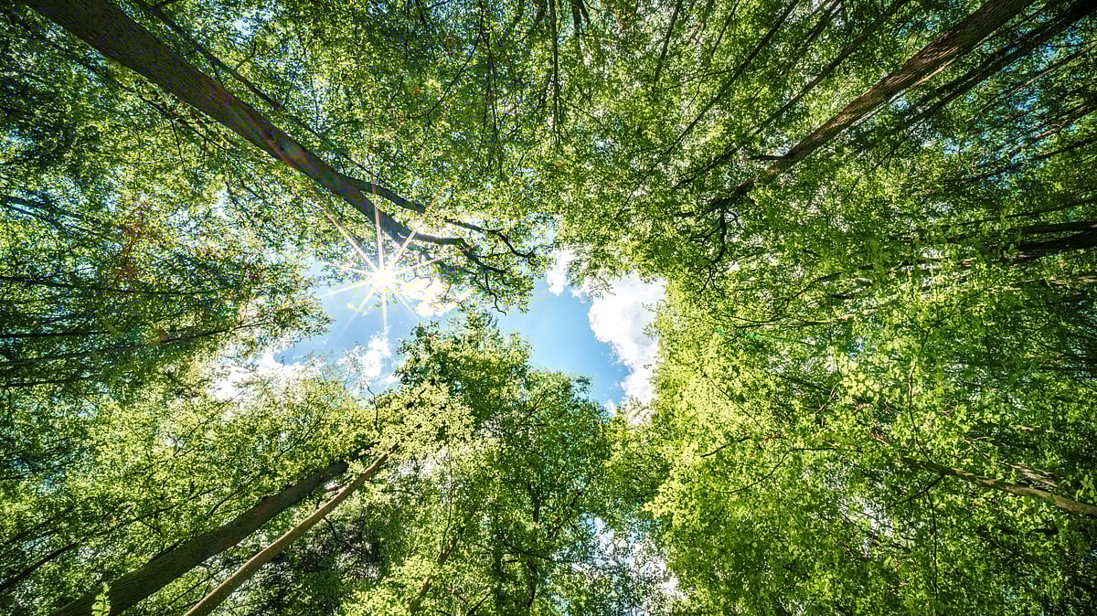 Forest land amid policy allowing private companies to lease forests - null