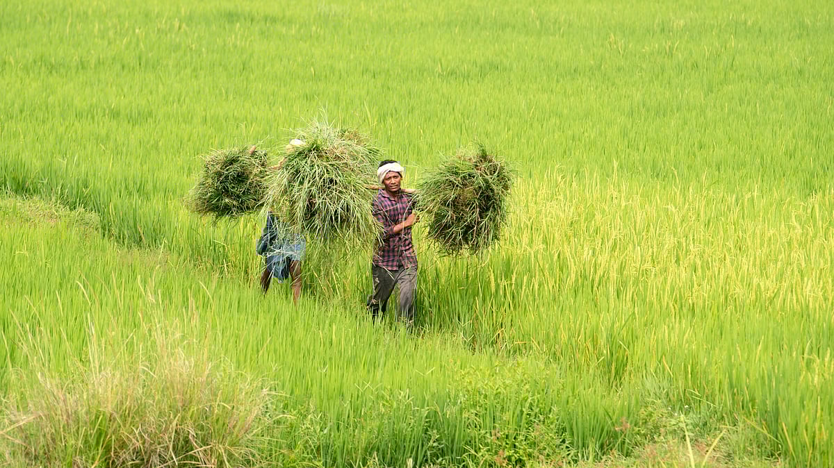 India plans to keep sensitive farm, dairy goods out of US trade deal - null