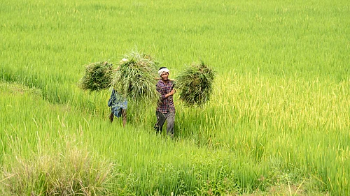 India plans to keep sensitive farm, dairy goods out of US trade deal