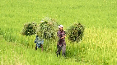 India-US Trade Deal: MIPs to Negate Impact of Duty Cuts on Sensitive Agri Goods