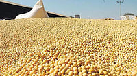 India's Oilmeals Exports Fall 42% In January on Weak Soybean, Rapeseed Shipments India's Oilmeals Exports Fall 42% In January on Weak Soybean, Rapeseed Shipments