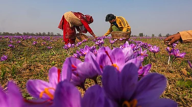 J&K Saffron Output Drops to 19.58 MT in 2024-25