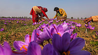 J&K Saffron Output Drops to 19.58 MT in 2024-25