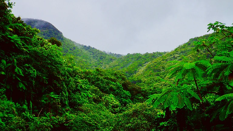 Amazon rainforest - Photo by Molly Champion
