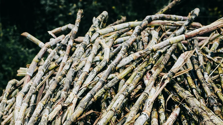 Sugarcane being harvested in a rain-affected field - Photo by Adrienne Andersen