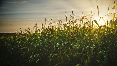 Maize crops growing in an Indian agricultural field