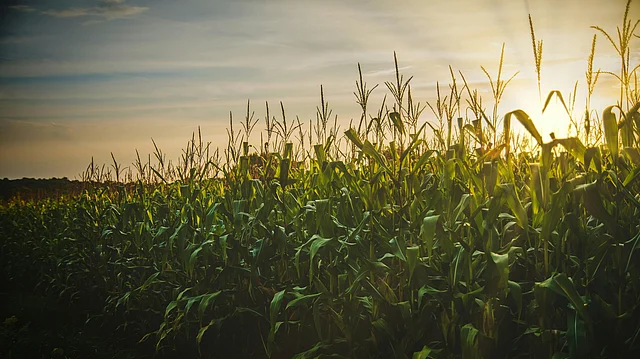 Maize Leads ESY 2024-25 Feedstock Mix Amid Structural Shift – Outlook ...