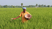How Direct Seeded Rice Could Make India’s Farming More Sustainable Photo by Amar M : A farmer sows rice seeds