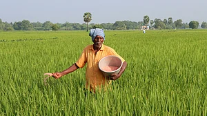 How Direct Seeded Rice Could Make India’s Farming More Sustainable