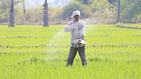 India to Seek Fertilisers from Russia, Belarus, Morocco Amid Global Supply Risks — Here's Why Photo by Vinay kumar Bairi : India depends on fertiliser imports for farming
