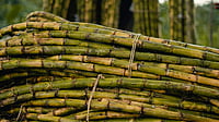 Freshly Harvested Sugar Cane Stalks in Field