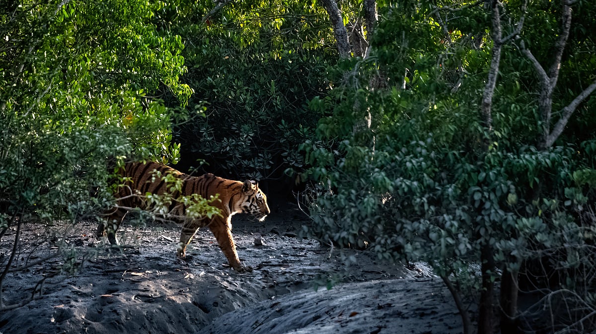 Sundarbans Sees 15% Area Struggling to Recover from Damage Over 25 Years, Says Report