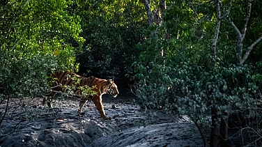 Sundarbans Sees 15% Area Struggling to Recover from Damage Over 25 Years, Says Report