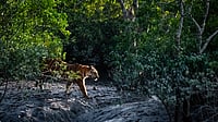 Sundarbans Sees 15% Area Struggling to Recover from Damage Over 25 Years, Says Report Mangrove forests in the Sundarbans face rising climate and environmental stress