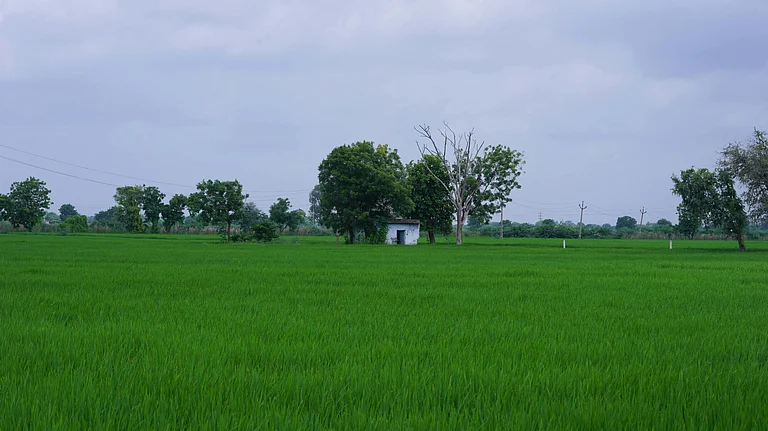 Agricultural field under cloudy sky - null