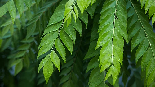 Curry leaf plants grow densely in Haryana’s forest regions like Panchkula
