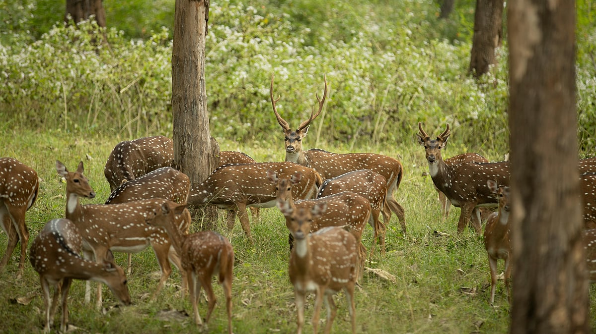 One-Third of Earth’s Animal Habitats May Face Climate Extremes by 2085, Says Report