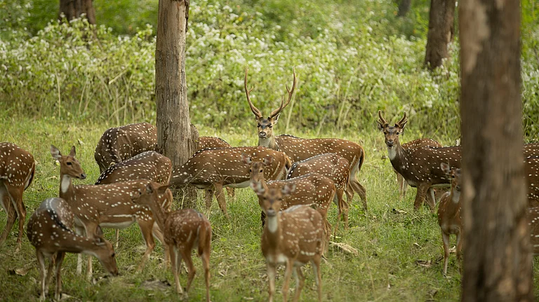 A threatened animal habitat in danger due to climate extremes like heatwaves and floods - null