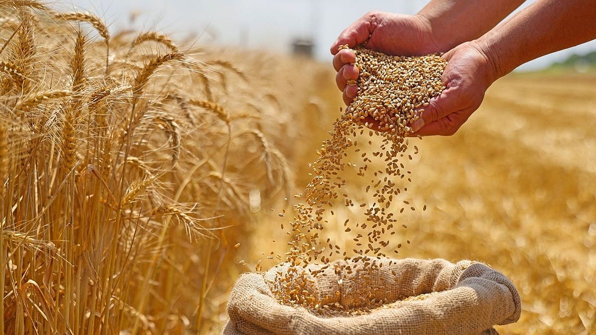 India’s Wheat Production Remains Resilient Despite Setbacks Says The Agriculture Ministry