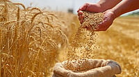 India’s Wheat Production Remains Resilient Despite Setbacks Says The Agriculture Ministry FreePik