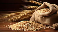 Comm Min Notifies Decision to Allow Exports Of 25 Lakh Ton of Additional Wheat