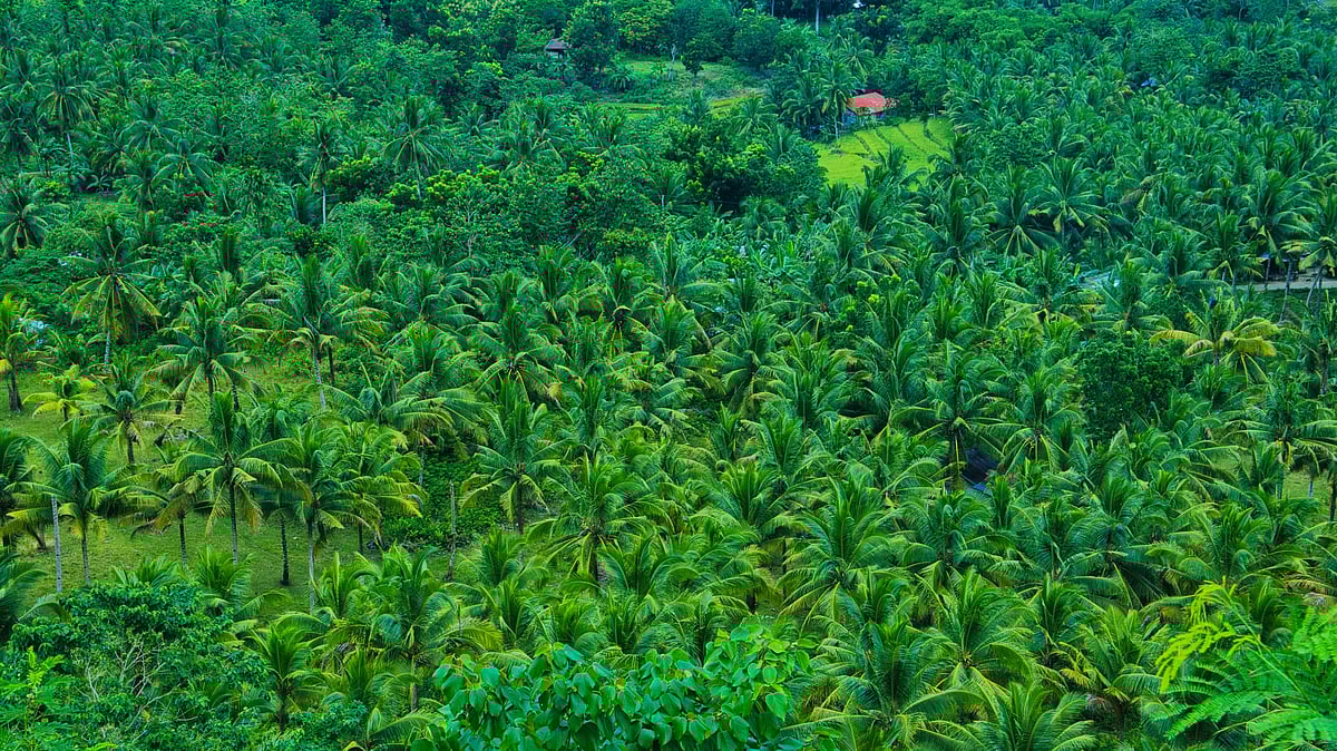 Tropical forest showing dense greenery - null