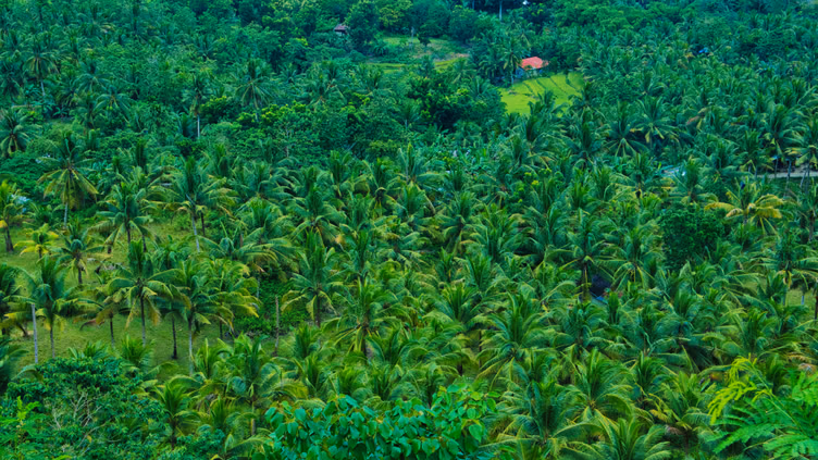 Global Forest Loss Falls 36% In 2025 But Risks Remain, Says Report