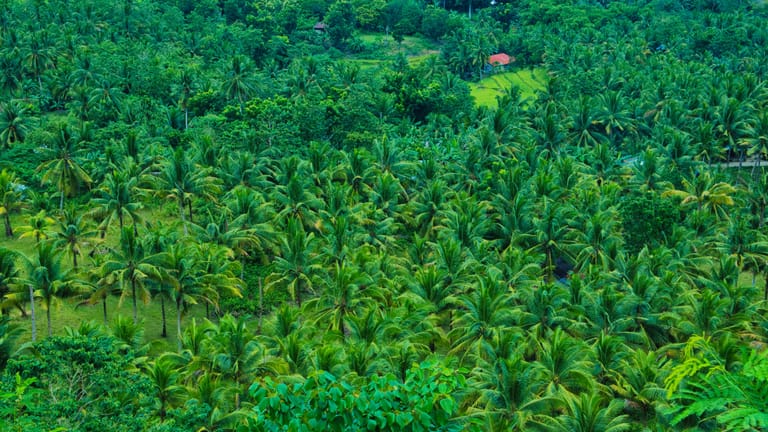 Tropical forest showing dense greenery - null